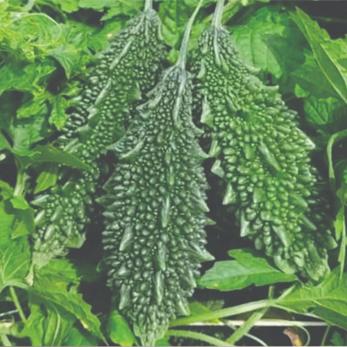 F1 Hybrid Bitter Gourd Kalia medium long segment seed variety
